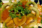 Kiwi Salad